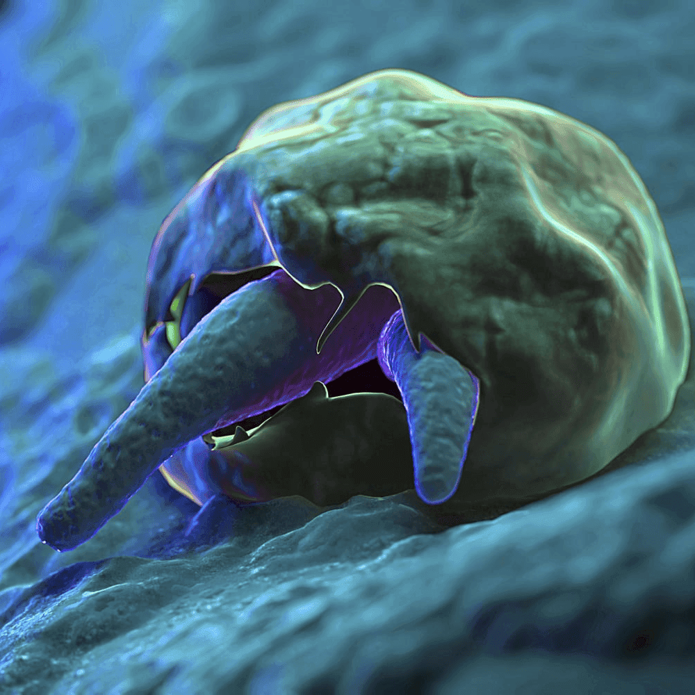 Cryptosporidium: Lifecycle, Symptoms, and Treatments