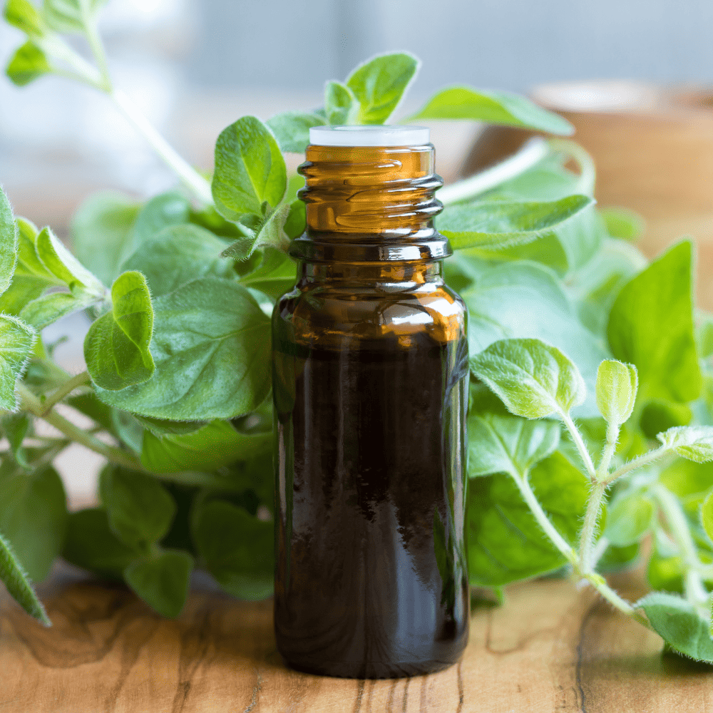 Oregano Oil for Parasite Cleanse